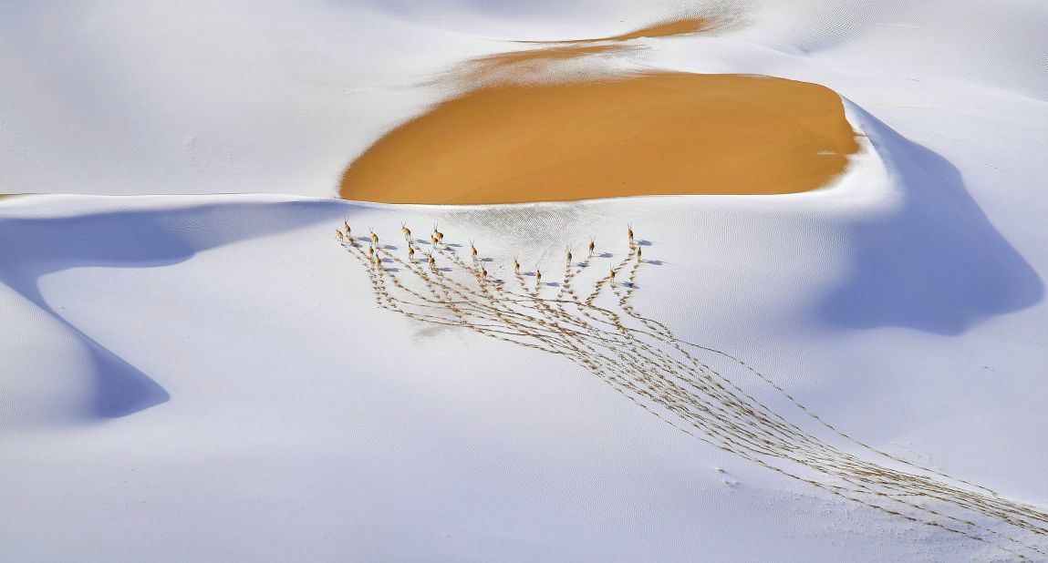 <strong>Animals in their environment. </strong>Chinese photographer Shangzhen Fan won this category for his photo of a herd of Tibetan antelope leaving a trail of footprints in the snow, on the slopes of China's Kumukuli Desert. 