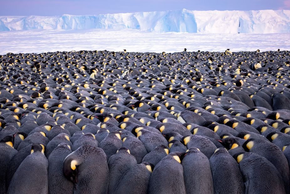 <strong>Portfolio award. </strong>Part of his award-winning photo series, this picture by German photographer Stefan Christmann shows 5,000 male emperor penguins huddling against the wind on the sea ice of Antarctica's Atka Bay.
