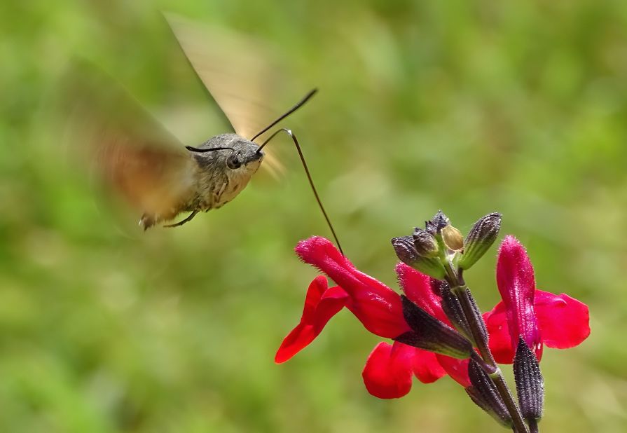 <strong>10 years old and younger. </strong>Young photographer Thomas Easterbrook took this remarkable picture of a hummingbird hawkmoth while on holiday with his family in France.