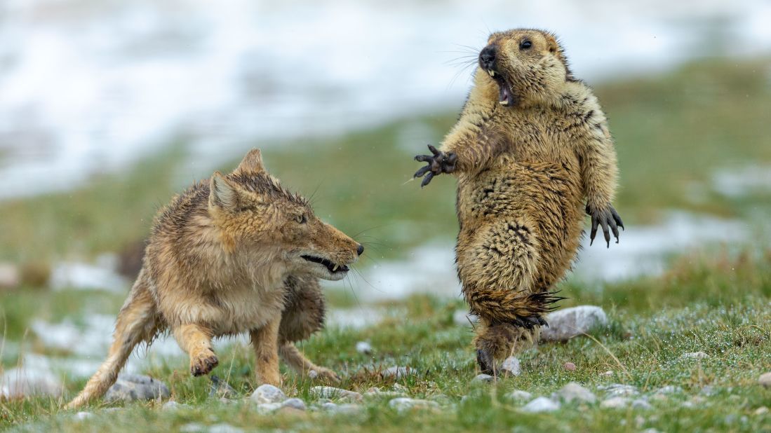 <strong>Overall winner. </strong>Yongqing Bao took home the top award for this picture of a standoff between a Tibetan fox and a marmot, captured at China's Qilian Mountains National Nature Reserve.