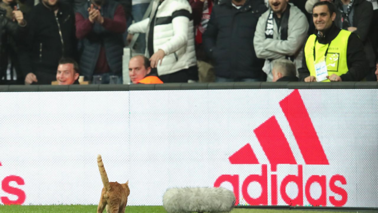 A cat enters the field of play during a UEFA Champions League tie between Besiktas and Bayern Munich.