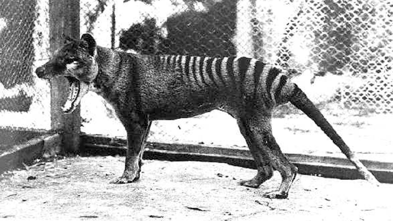 This thylacine was the last of its kind to be captured and died in Hobart Zoo on September 7th, 1936.