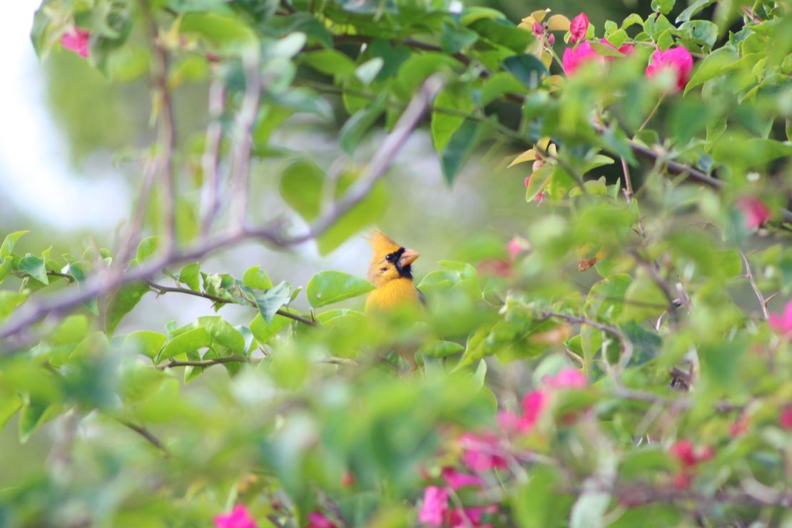 Dr. Geoff Hill suspects the yellow coloration is likely the result of a genetic mutation.