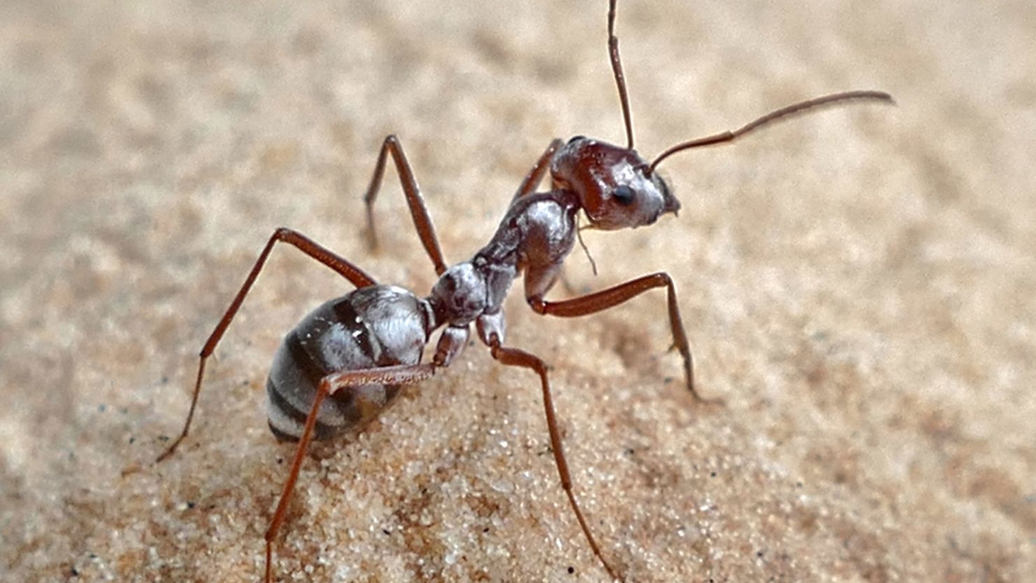 Ants Help Detect Gold in the Ground - Manhattan Gold & Silver