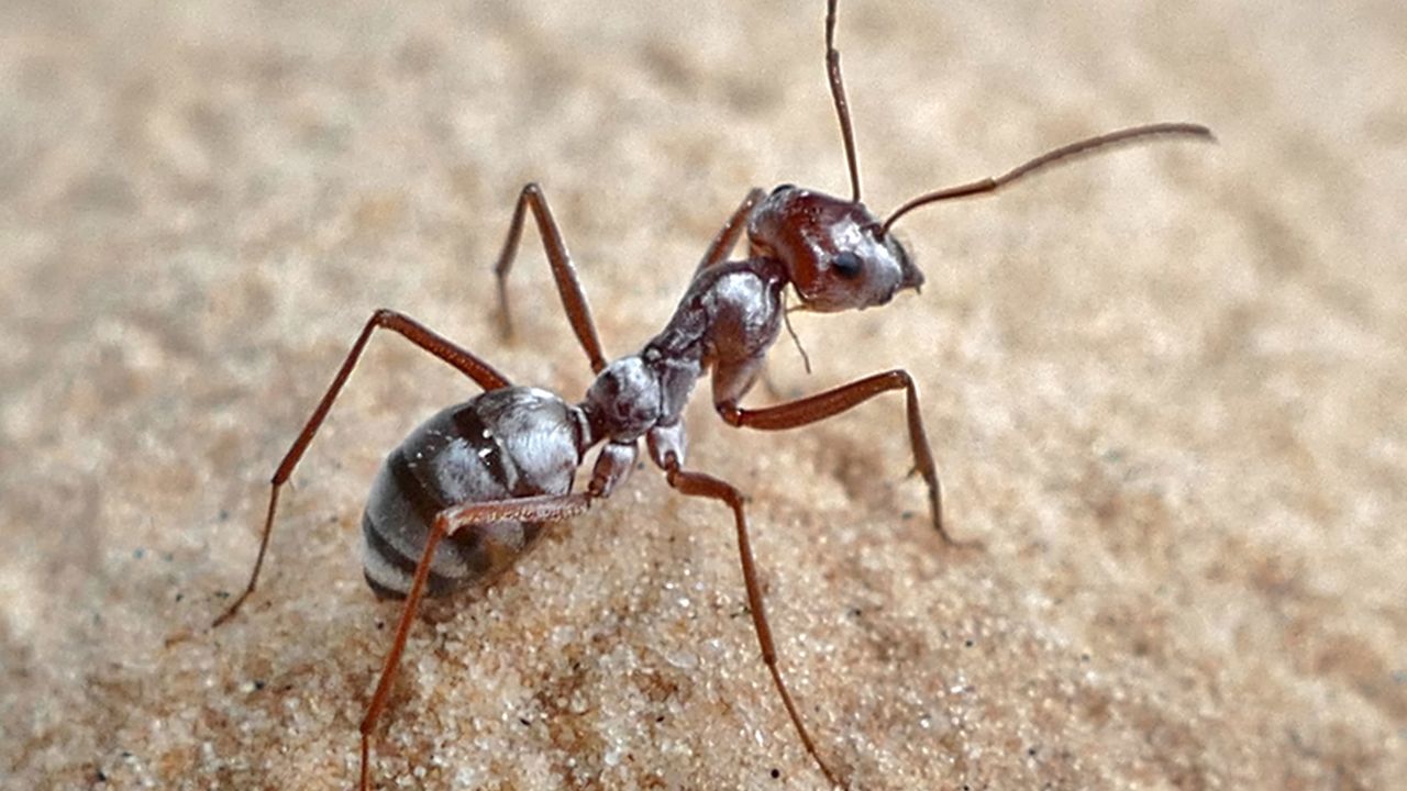 The Saharan silver ant, which can travel at 108 times its body length per second. 