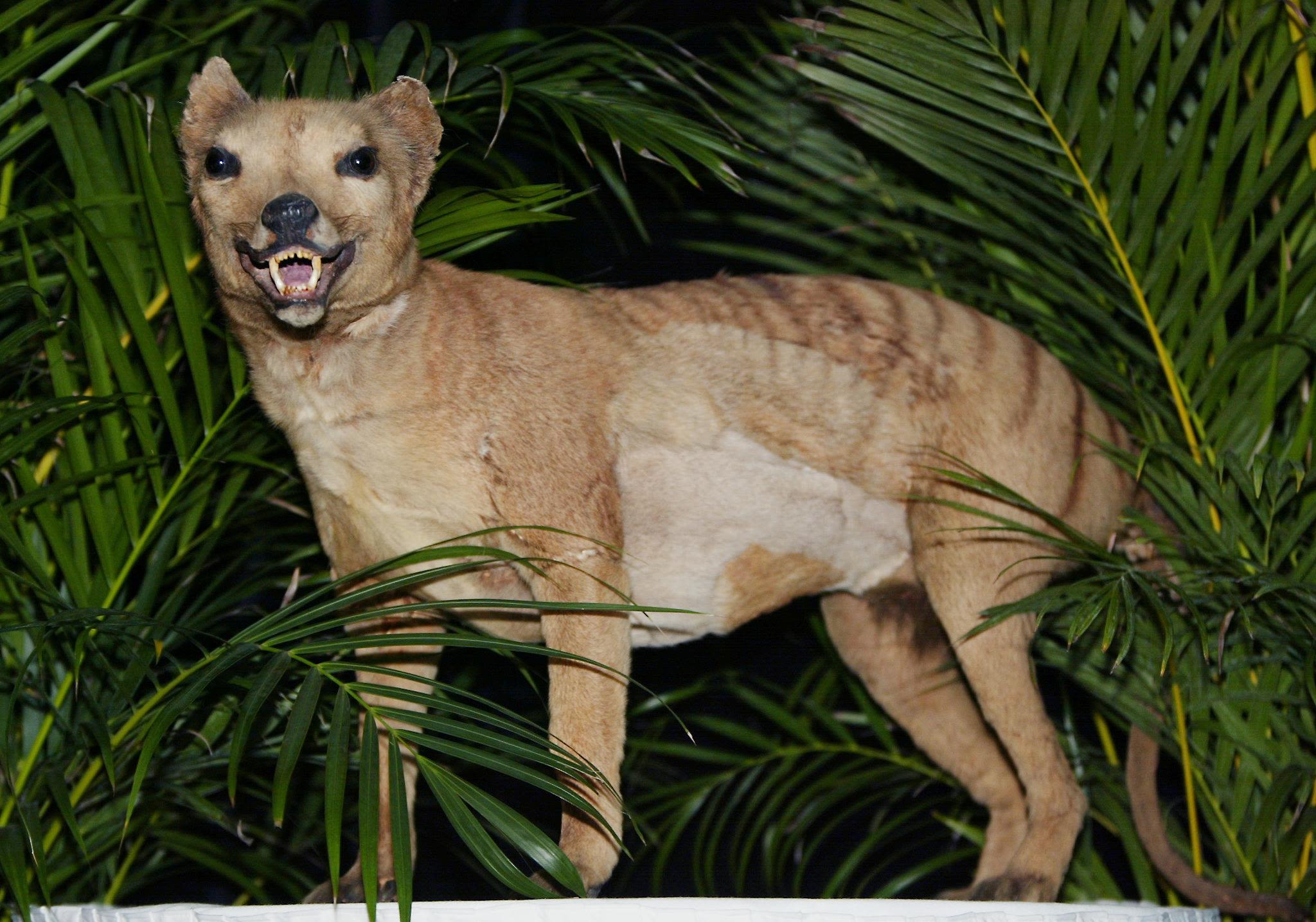 People are reporting sightings of the Tasmanian tiger, thought to