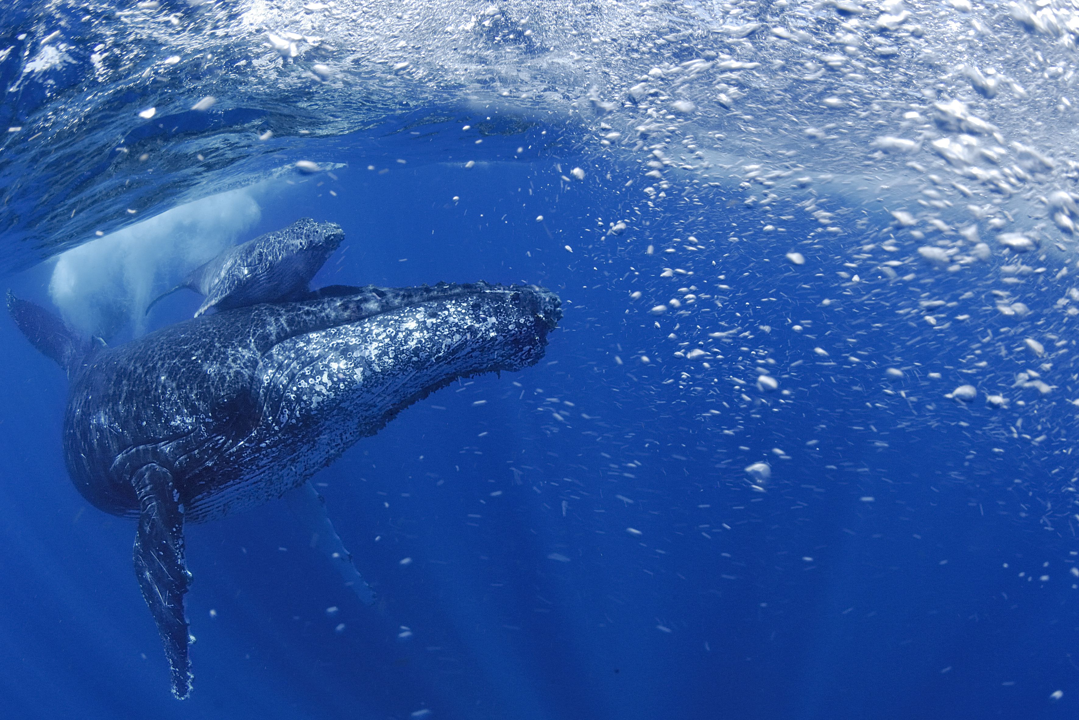 Humpback Whale Eating Krill