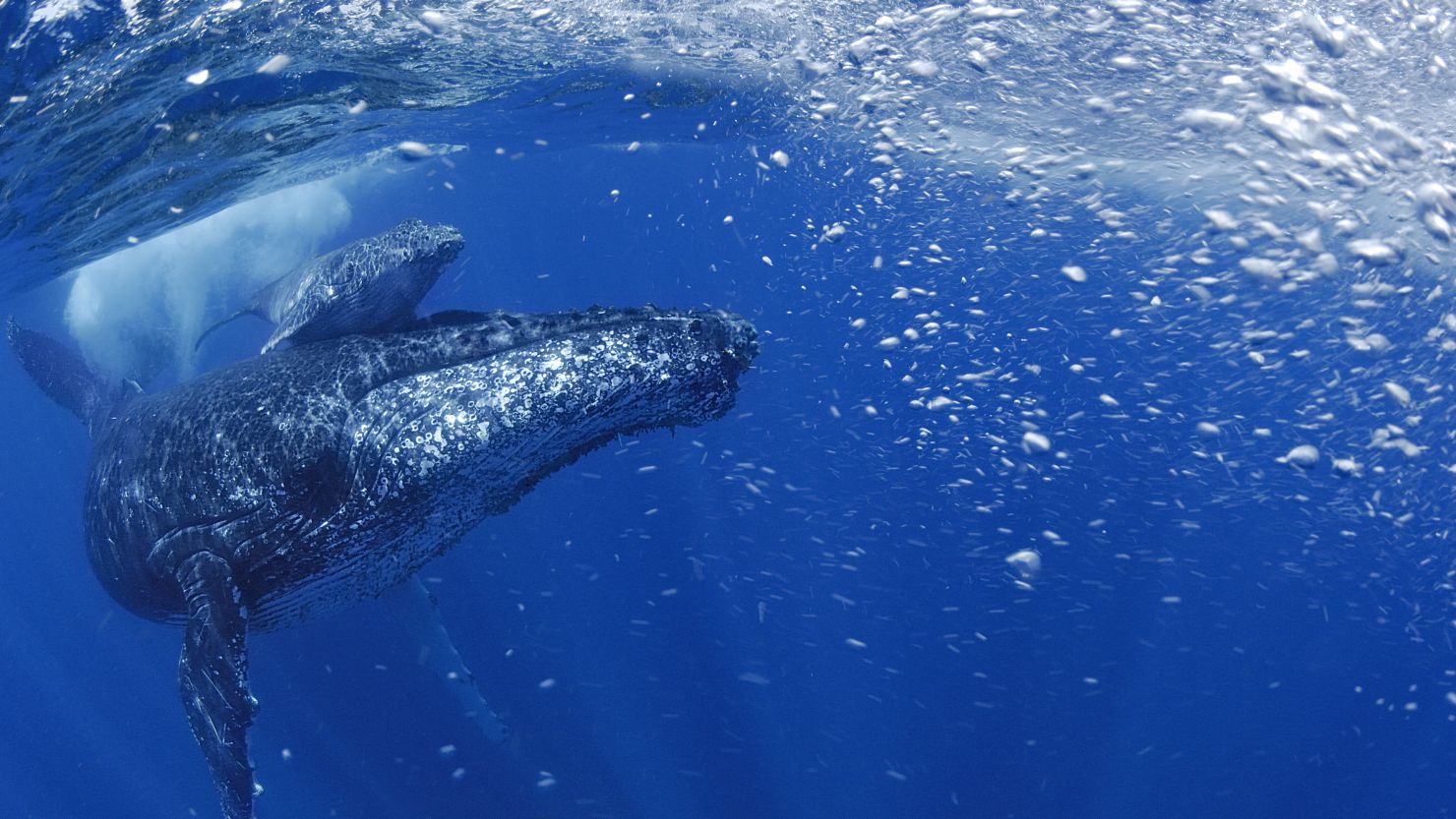 A Southwest Atlantic humpback mother with her calf 