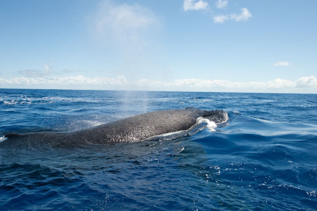 Western South Atlantic humpback numbers are recovering and on the rise