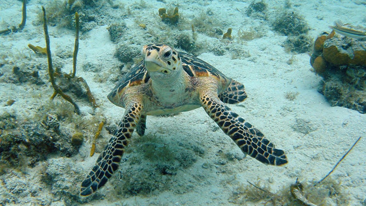 <strong>Marine life: </strong>Sea turtles and other marine animals are thriving, according to a local expedition operator.                       