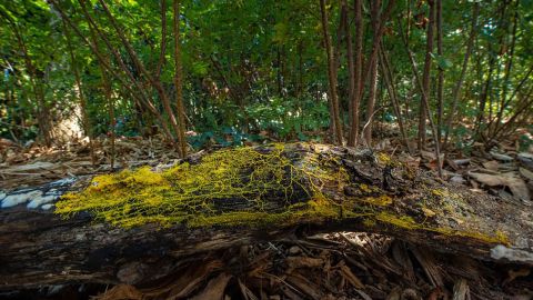 The Paris Zoo has unveiled a mysterious organism which grows on bark and has 720 sexes. It can creep forward and learn to react to its environment.