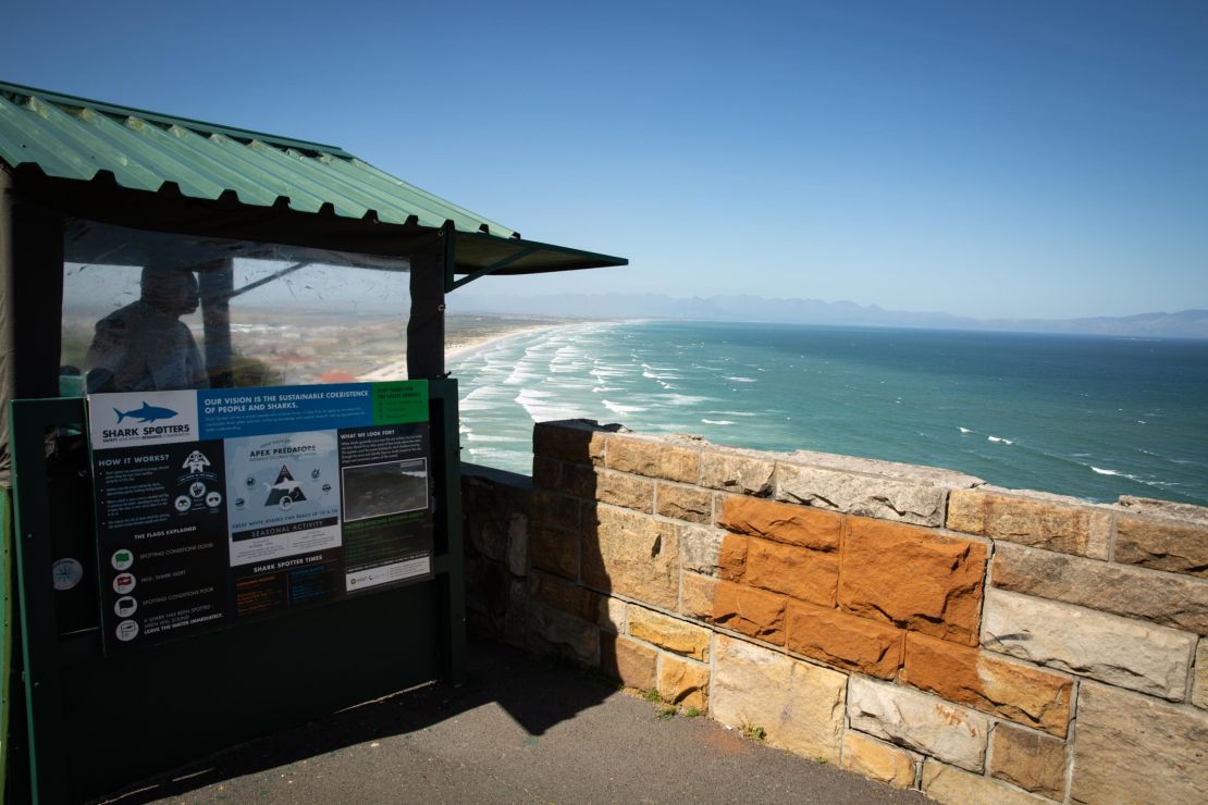 On the cliffs above shark spotters no longer take great white sightings for granted. 