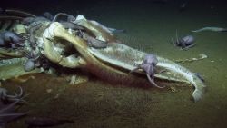 A team of researchers stumbled upon a "whale fall," a carcass of a baleen whale, during a live-streamed deep-sea dive. Incredible video shows a wide variety of sea creatures feasting on it.