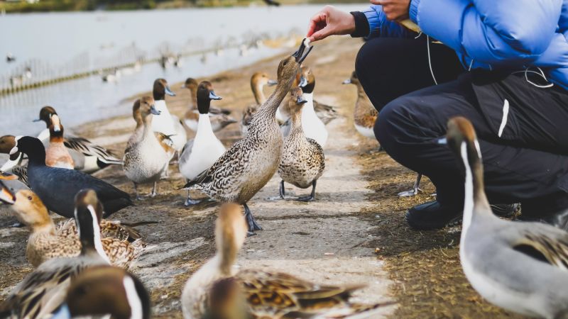 feeding ducks bread rspb