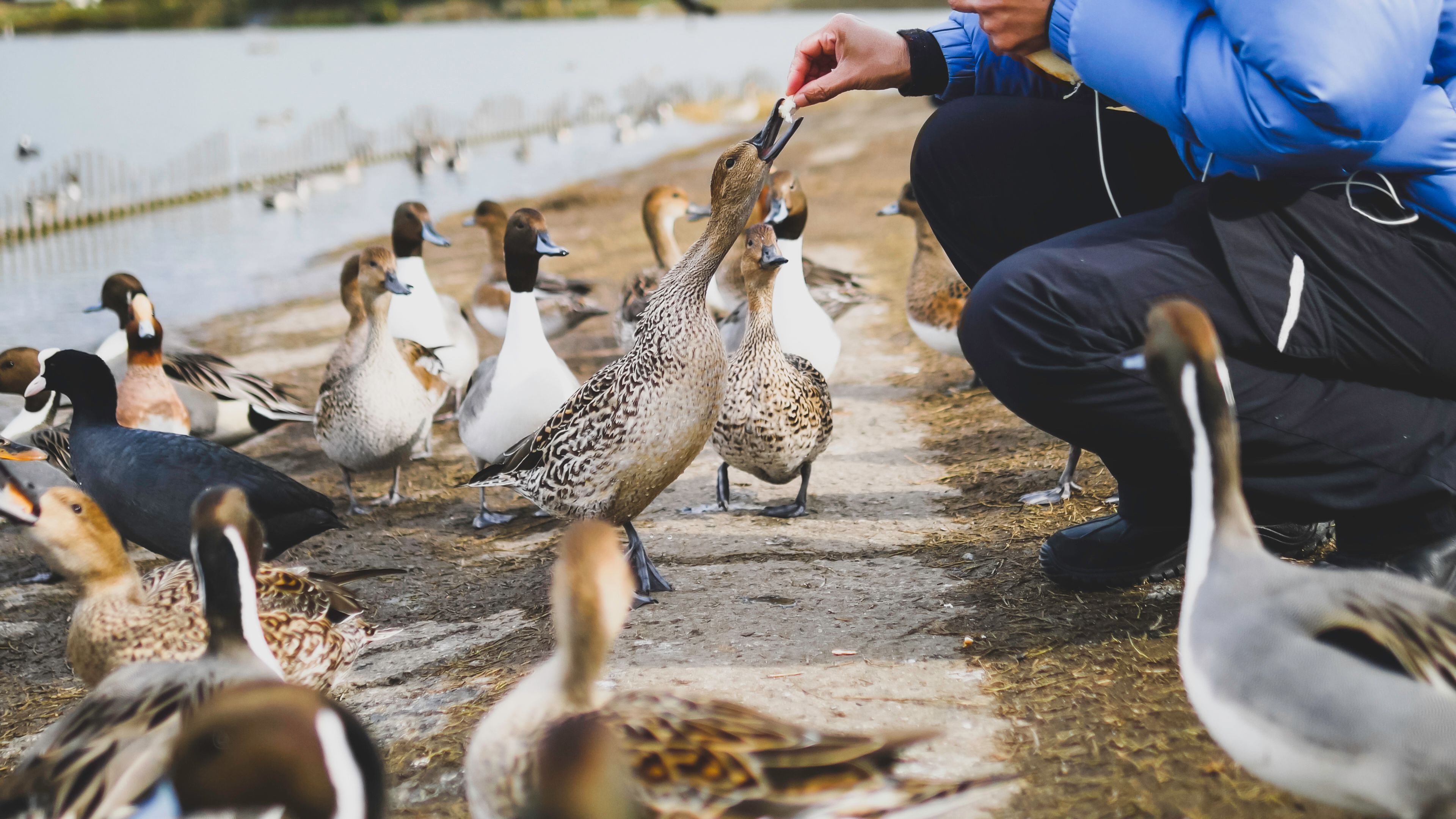 Feed the ducks' sign sparks online debate