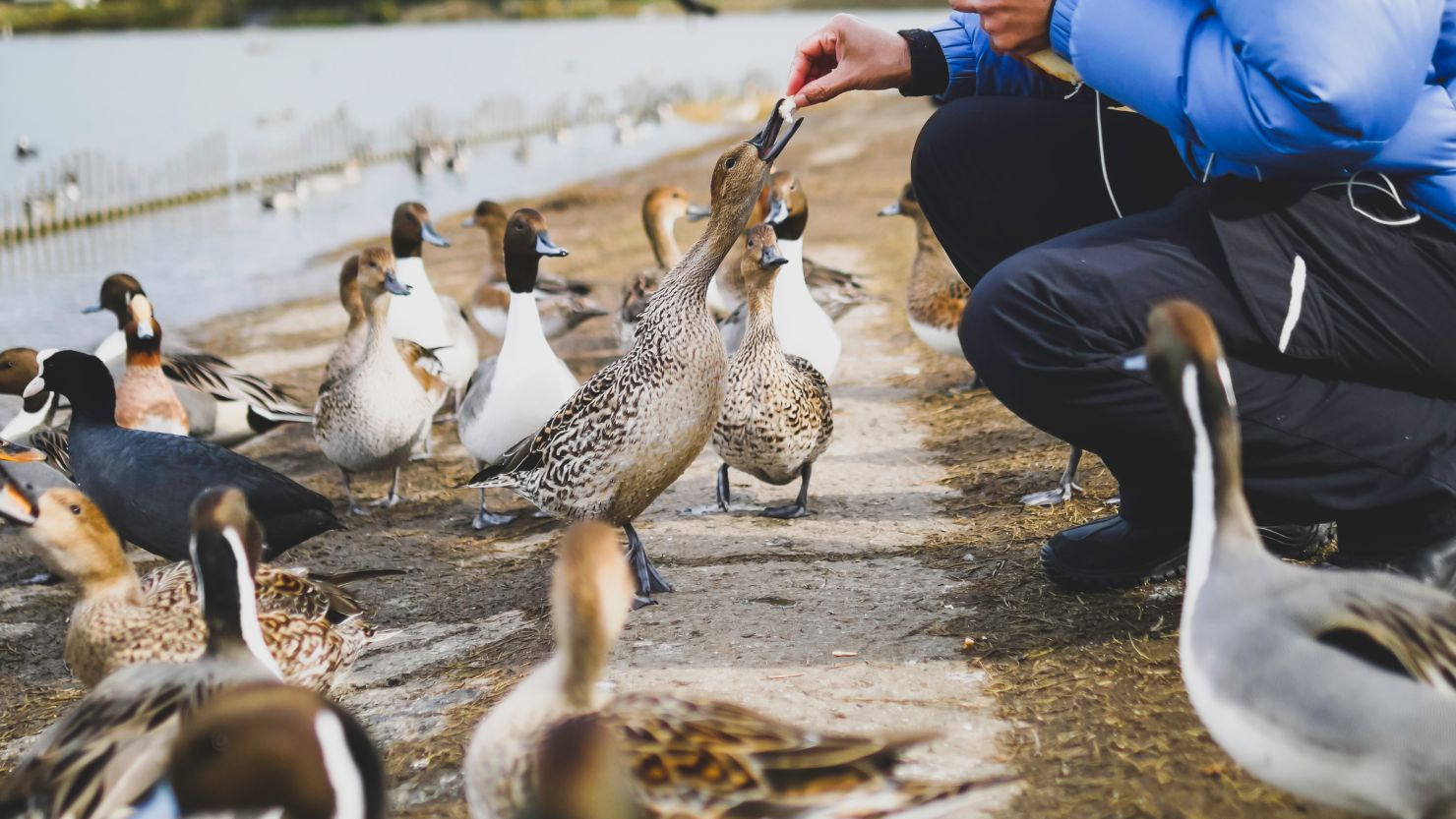 A mysterious sign has sparked debate on whether feeding bread to ducks is good or bad for the creatures.