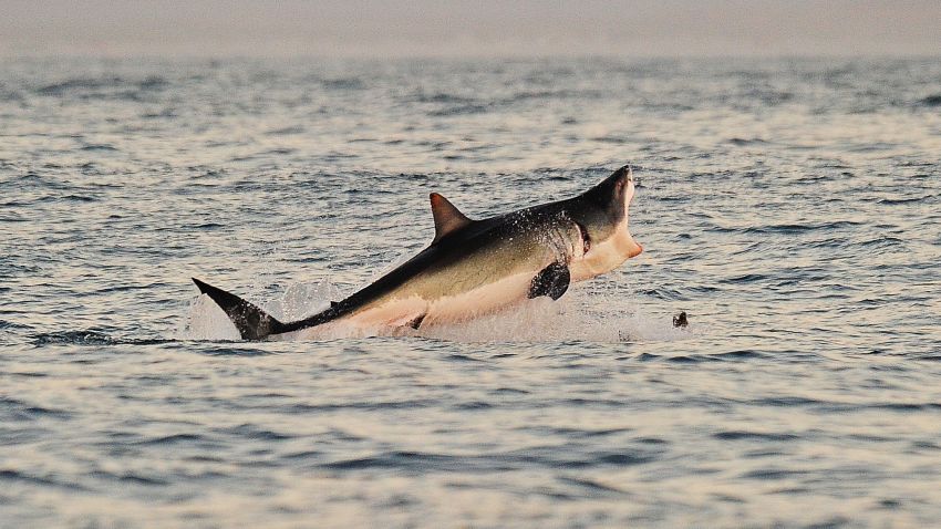 A Great White shark jumps out of the water as it hunts Cape fur seals near False Bay, on July 4, 2010. AFP PHOTO/Carl de Souza (Photo credit should read CARL DE SOUZA/AFP/Getty Images)
