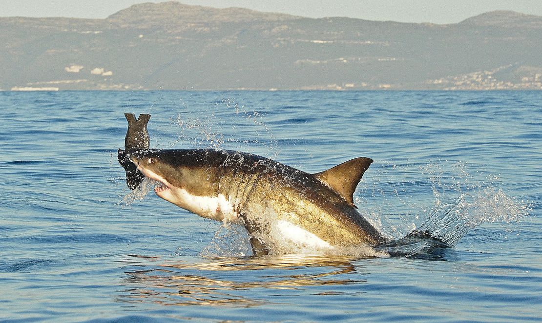 This image from July 2010 shows a great white shark jumping out of the water as it bites an artificial decoy seal near False Bay. 