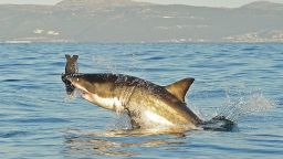 A Great White shark jumps out of the water as it bites a fake decoy seal near False Bay, on July 4, 2010. AFP PHOTO/Carl de Souza (Photo credit should read CARL DE SOUZA/AFP/Getty Images)
