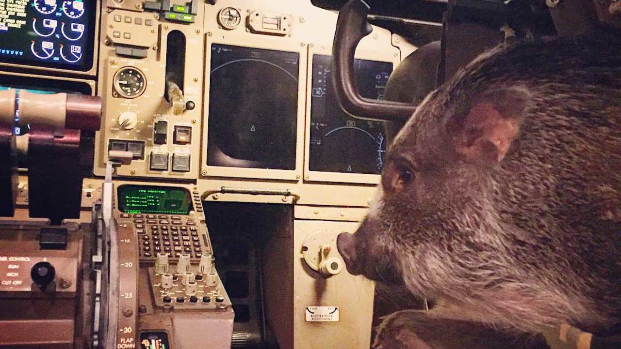 <strong>Pigs can fly:</strong> On board, Hamlet occasionally gets an insider look at the flying process -- such as when he got a sneak peak inside the cockpit.