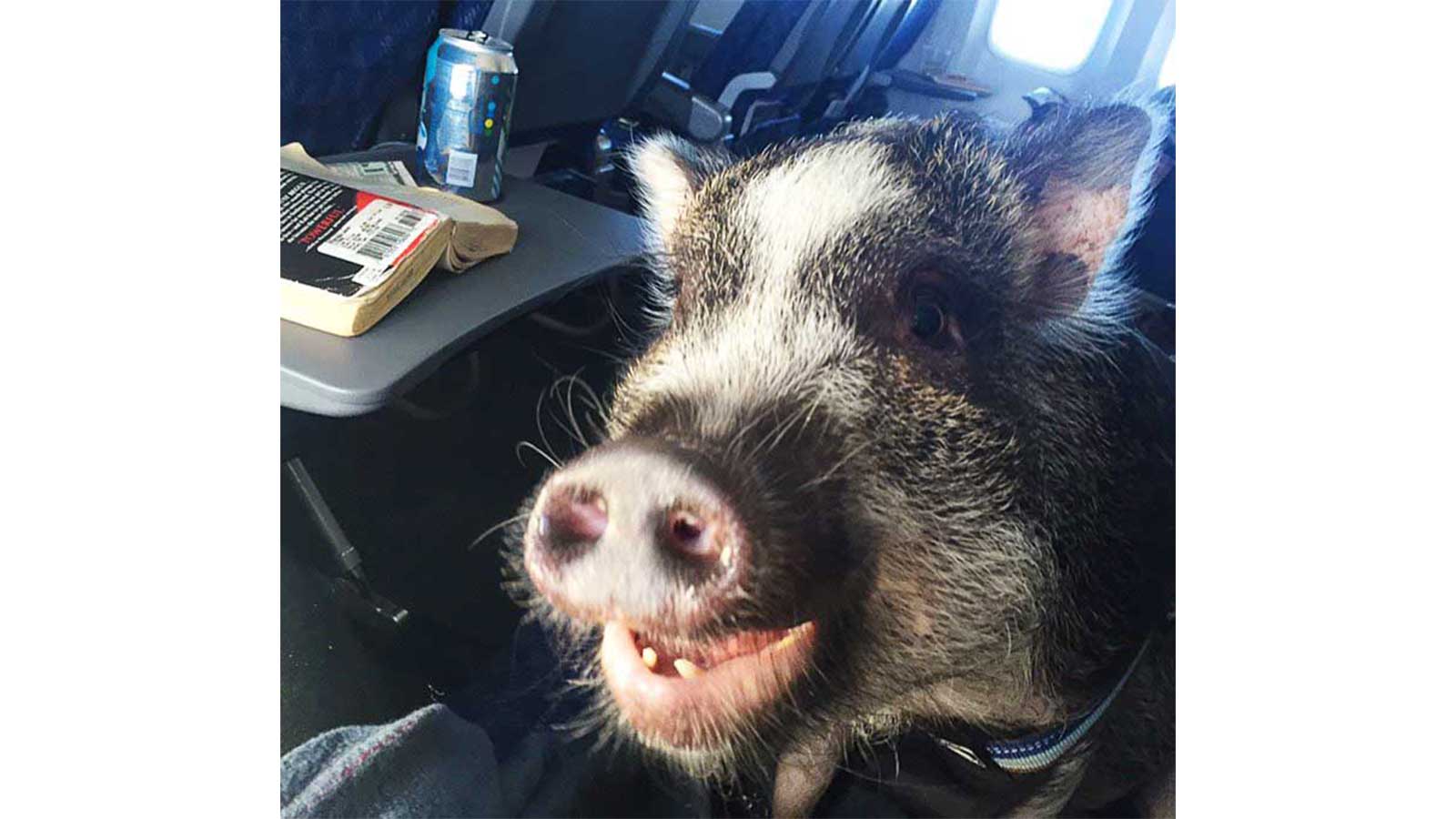 Bugle #19: The Emotional Support Pig Edition
