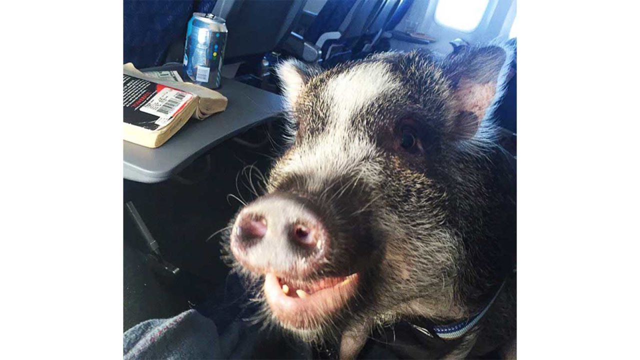 <strong>Well-behaved:</strong> Peabody says Hamlet is always well-behaved on board: "It creates a lot of skepticism, traveling with a pig. However, Hamlet has proven to be nothing but well behaved and obedient when flying," she says.