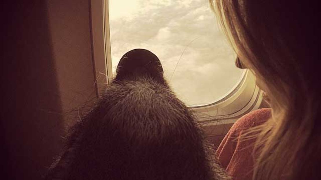 Not everyone thinks animals such as Hamlet should be allowed on board the airplane.