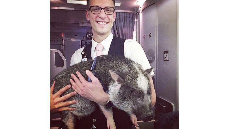 <strong>VIP passenger:</strong> Hamlet occasionally gets VIP treatment from the cabin crew, too. 