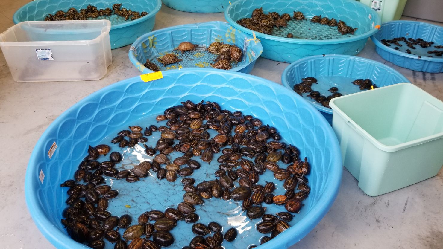 Thousands of wild turtles were being captured and sold illegally in Florida.