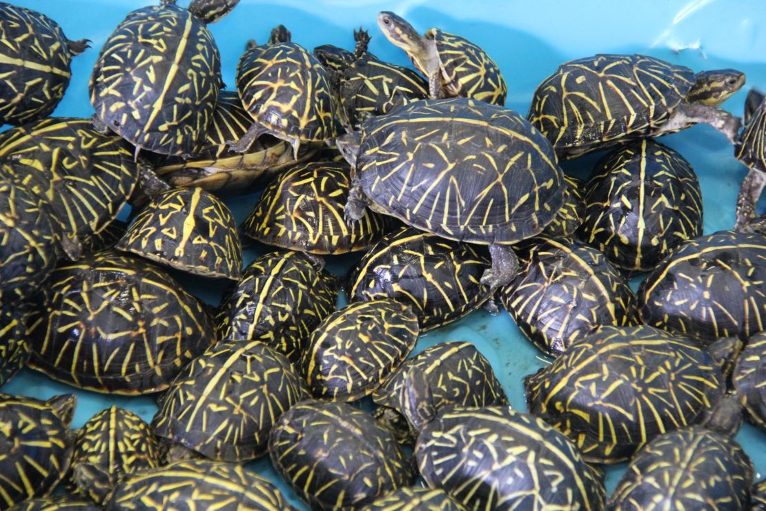 Two suspects have been charged for smuggling thousands of turtles and selling them illegally.