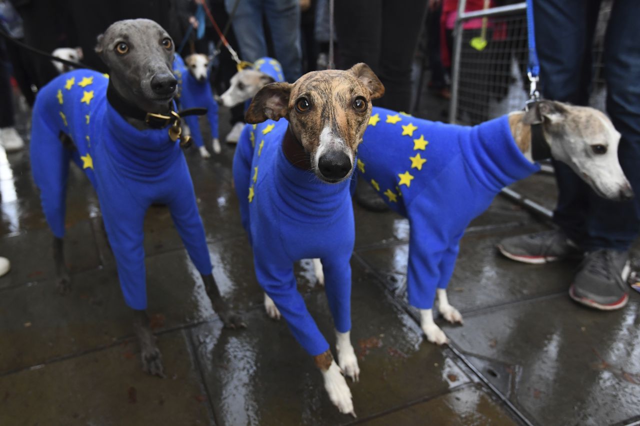 A group of dogs dressed in European Union flag sweaters are seen at the anti-Brexit march in Parliament Square.