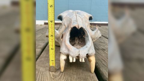 The skull has most of its teeth intact, according to the Kansas Department of Wildlife, Parks and Tourism.