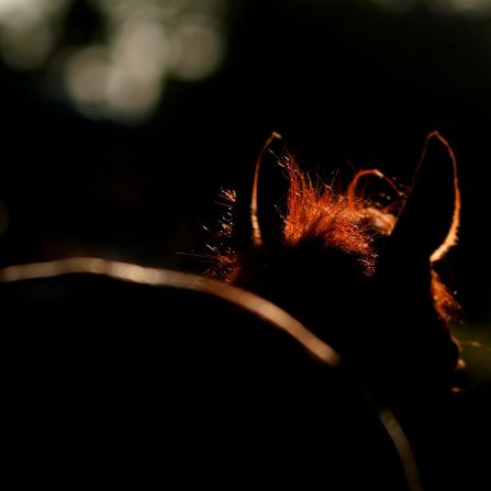 Sunlight highlights the ears and mane of a horse on a beautiful day at the QIPCO British Champions Day at Ascot Racecourse.