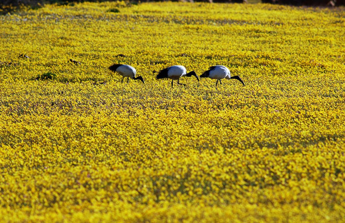 Wildflowers bloom in Namaqualand, in the Succulent Karoo.