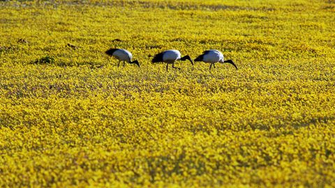 Wildflowers bloom in Namaqualand, in the Succulent Karoo.