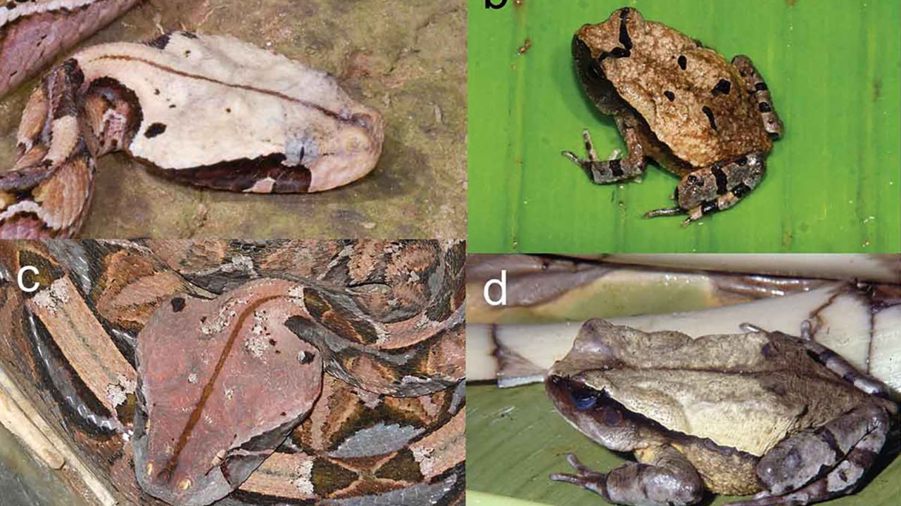You might be able to tell which one of these animals is a Gaboon viper and which is the Congolese Giant Toad--but predators are far less discerning. The toad learned to copy the fearsome snake's coloring to fend off animals that would like to make it lunch. 