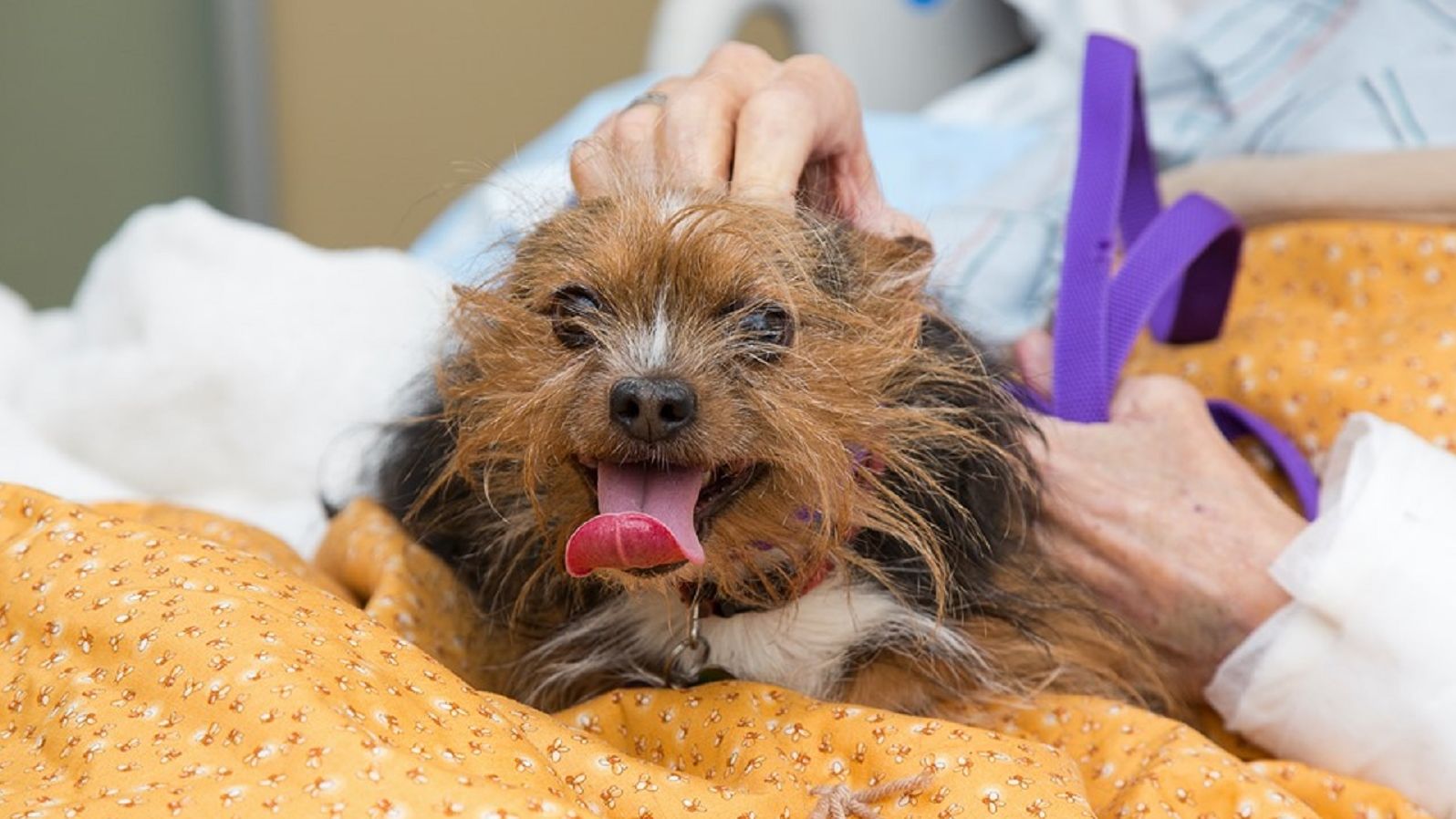 A Vietnam veteran in hospice care got to see his dog for the last time | CNN
