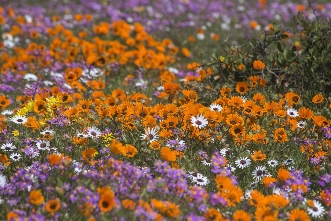 Wildflowers at the West Coast National Park close to the town of Langebaan, about 100km north of Cape Town, during the annual display of wildflowers, in 2015.