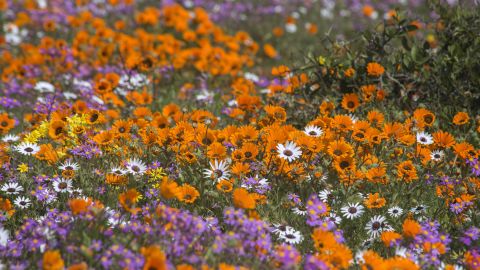 Wildflowers at the West Coast National Park close to the town of Langebaan, about 100km north of Cape Town, during the annual display of wildflowers, in 2015.