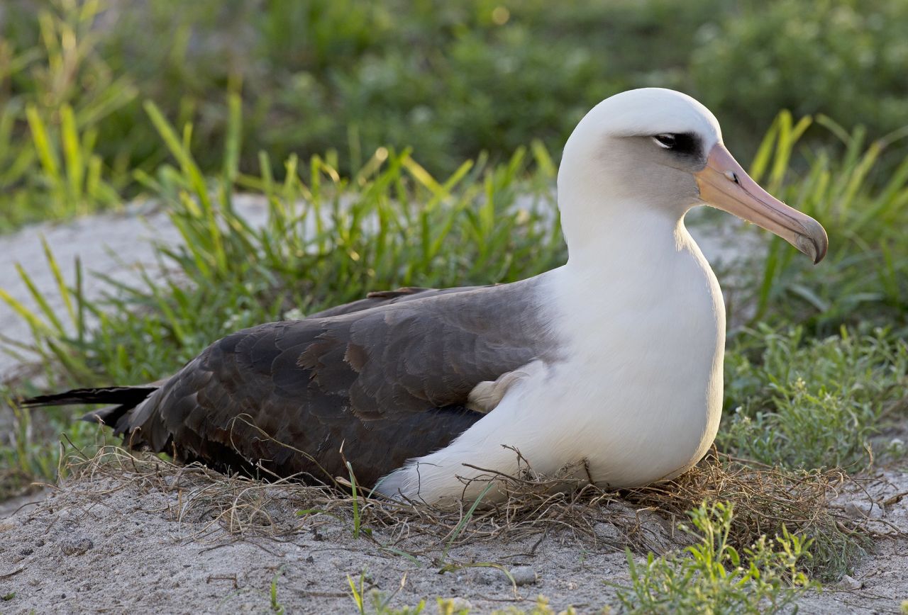 <strong>Oldest living things on Earth: </strong>It's hard to pinpoint exact dates, but these 10 creatures and plants are among Earth's most tenacious living things. A Laysan albatross named Wisdom, pictured, was banded in 1956. She is the world's oldest confirmed wild bird.
