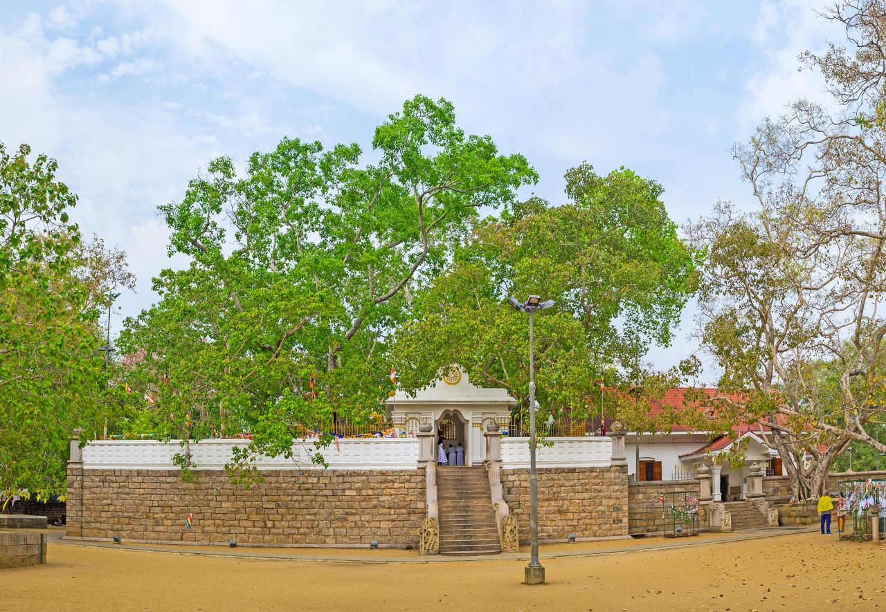The sacred Bodhi tree at Jaya Sri Maha Bodhi Temple in Anuradhapura, Sri Lanka. 