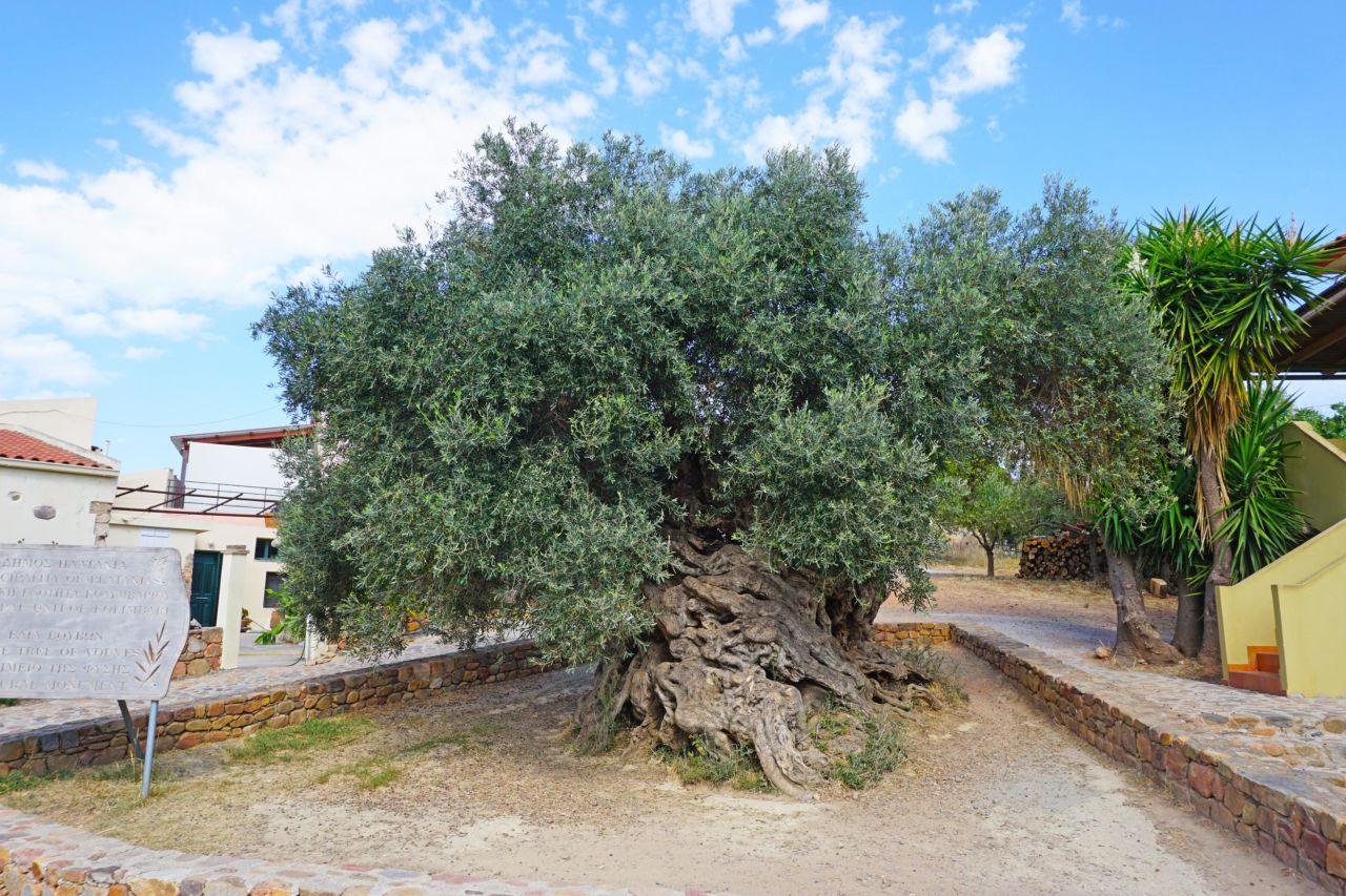 <strong>WORKING TREE -- approximately 2,500 years: </strong>Whether planted by man or nature, between 2,000 and 3,000 years ago, a seed sprouted in the village of Vouves on the Mediterranean island of Crete that to this day produces a yearly crop of olives.