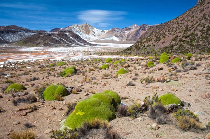 <strong>WILD HERB -- approximately 3,000 years: </strong>The Yareta or llareta, bright green blobs that resemble moss-covered boulders, are actually flowering shrubs designed to withstand punishing conditions in the Andes Mountains. The largest shrubs may date back 3,000 years.