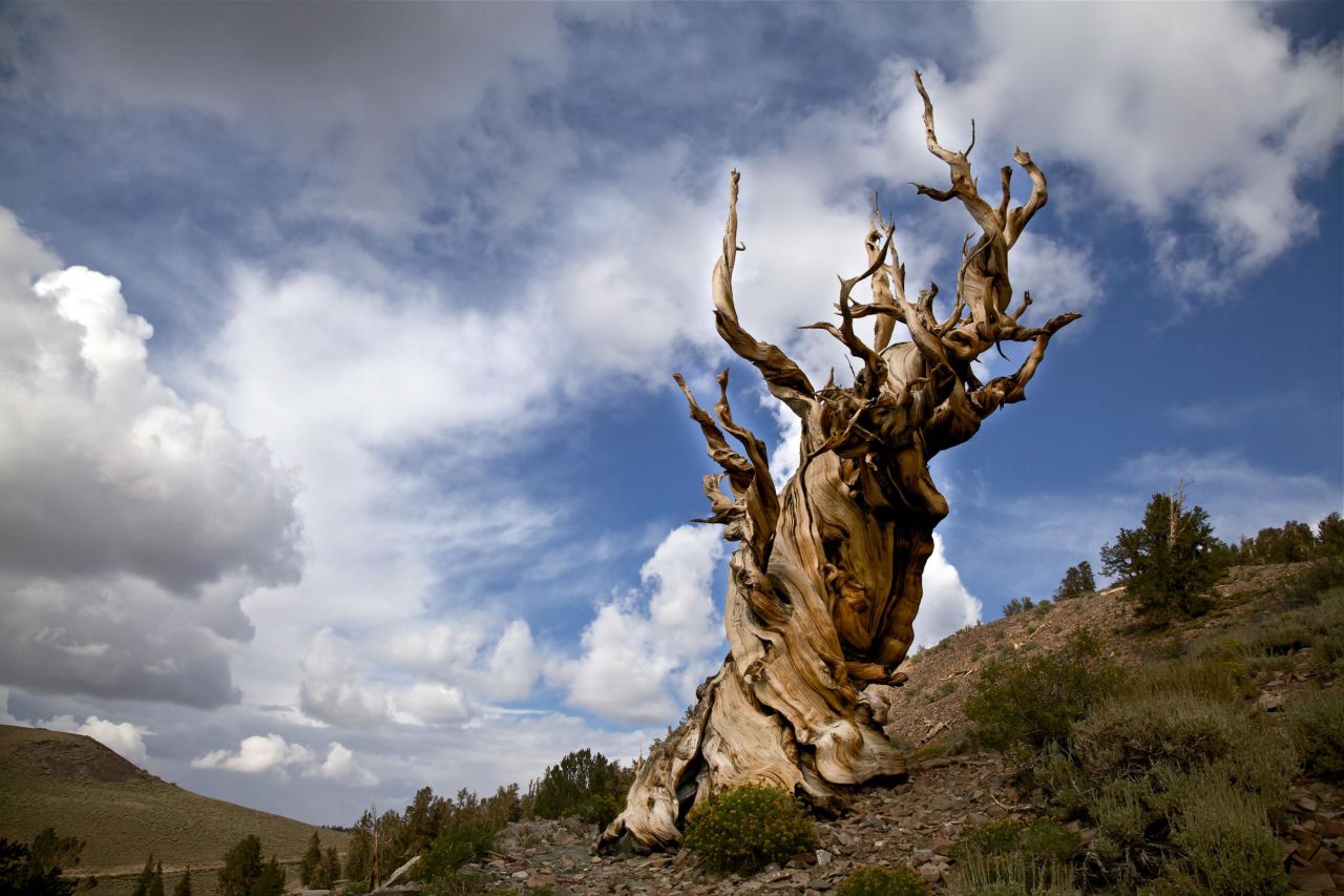 <strong>SINGLE TREE -- approximately 5,000 years:</strong> A bristlecone pine in the White Mountains of California stands at the ripe old age of about 5,000, making it the oldest known non-cloned organism on Earth. Its exact location is a guarded secret, but hikers can wander by its ancient peers.