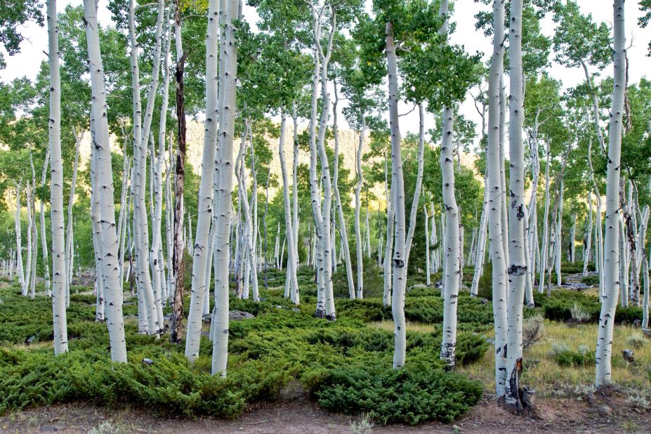 <strong>LAND FOREST -- approximately 80,000 years: </strong>The Trembling Giant of Utah consists of almost 50,000 quaking aspen trees, but the entire grove of Populus tremuloides is genetically identical and shares a single root system, making it technically a single organism. 