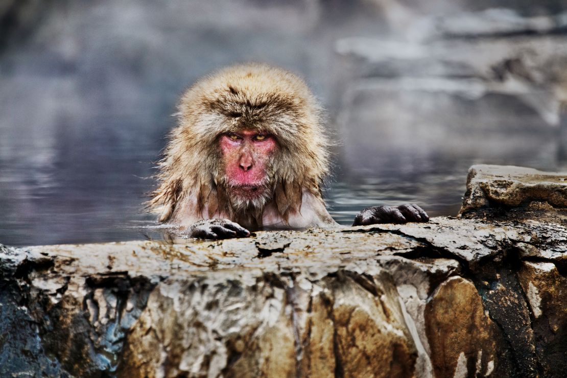 A snow monkey in Jigokudani Yaen-koen park, Japan, 2018. 