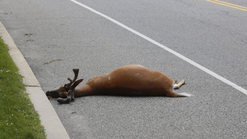 Roadkill Schedule 2022