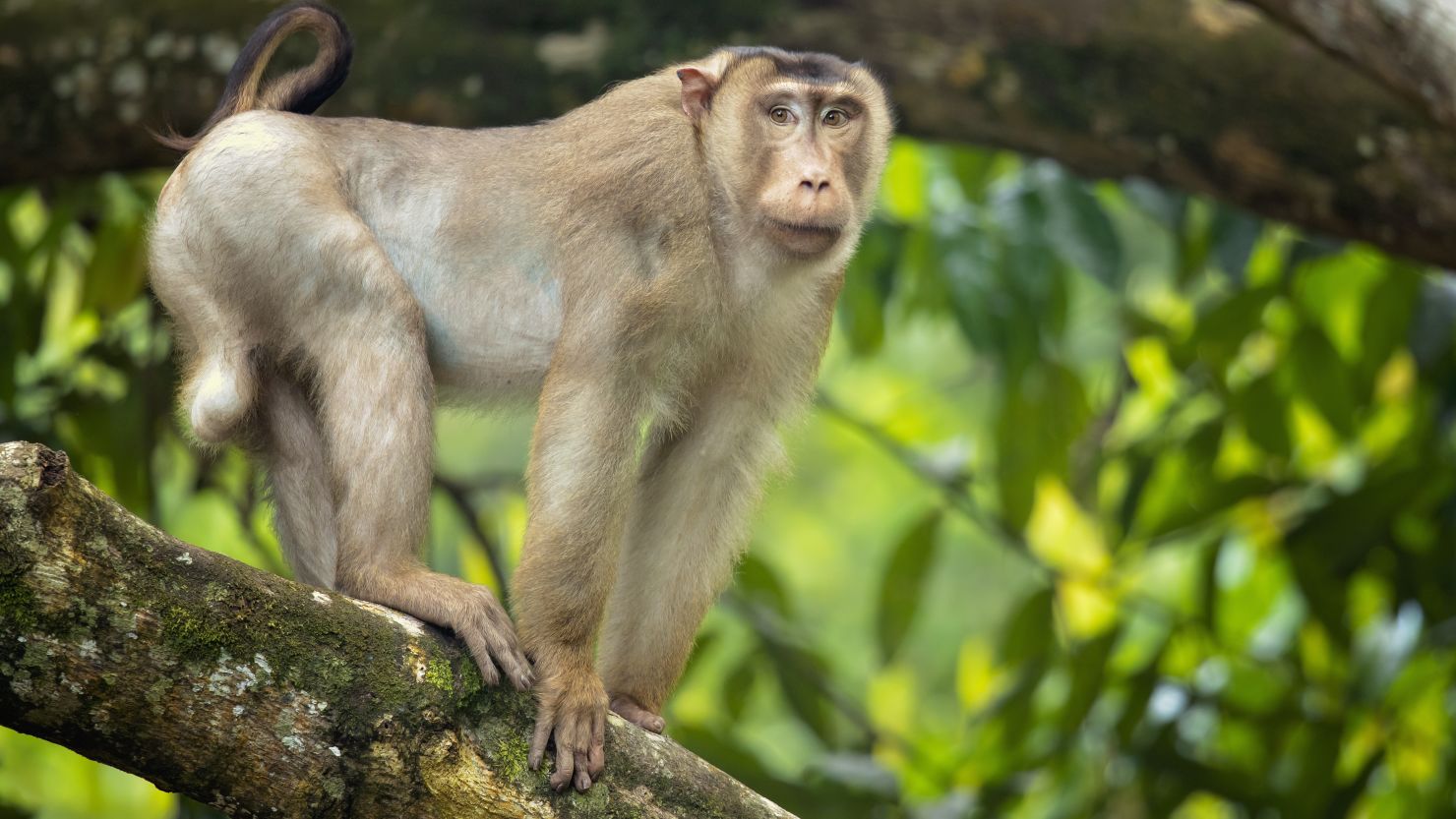 Rat-eating macaques could boost palm oil sustainability in Malaysia | CNN