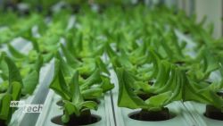 alesca life farming dubai_00011018.jpg