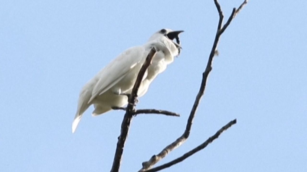 loudest bird call documented